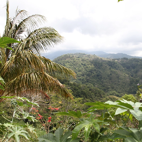 Café Panama DON CUBILLA Volcan Baru CAFE GRAIN LOUTSA Torréfacteur 