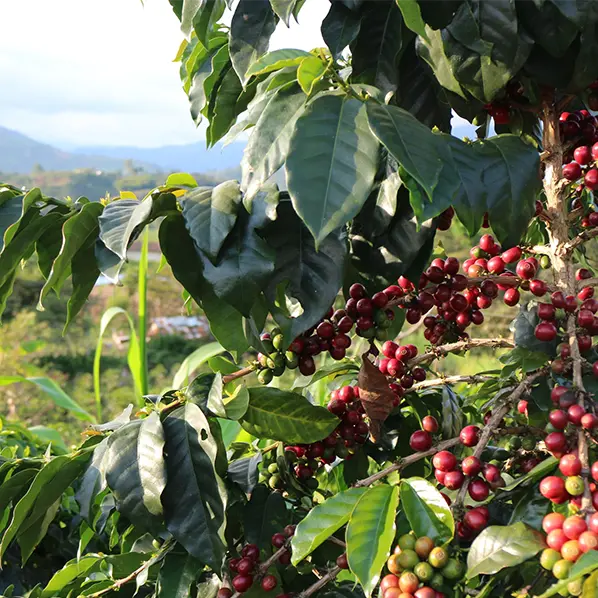 Café Colombie EL TRIUNFO CAFE GRAIN LOUTSA Torréfacteur 